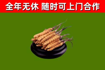 安乡烟酒回收冬虫夏草.jpg